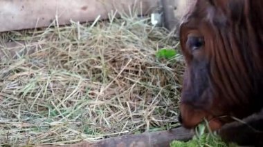 Calf in a corral close up. High quality photo