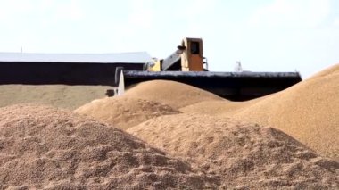 Yükleme kovası tahılı yüklüyor. Yiyecek fabrikasındaki depoda bir yığın tahıl mısırı. Kazakistan. SKO. Birlikte. Chervonnoe 25.08.2022 Yüksek kalite fotoğraf