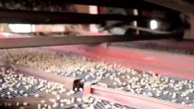 Pea seed cleaning machine, pea seed calibration. High quality photo
