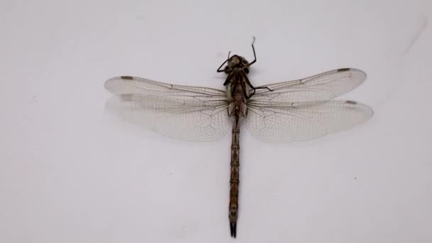 Dragonfly Isolated White Background High Quality Photo — Video Stock
