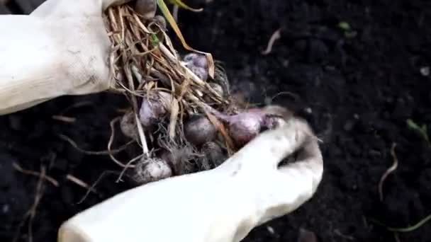 Macro Photo Food Garlic Bulb Background Texture Plant Vegetable Garlic — Stok video