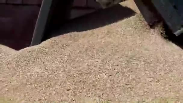 Machine Pours Pea Seeds Cleaning High Quality Photo — Vídeo de stock