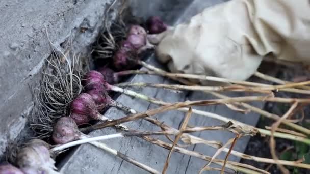Macro Φωτογραφία Λαμπτήρα Σκόρδο Τροφίμων Φόντο Υφή Φυτικό Σκόρδο Λαχανικών — Αρχείο Βίντεο