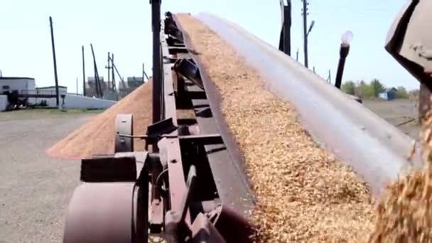 Ein Haufen Weizen Ein Bündel Korn Getreide Für Die Säfirma — Stockvideo