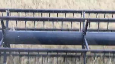 Buğday hasadını birleştirerek olgunlaşmış buğday toplar. Ziraat. Yüksek kaliteli FullHD görüntüler