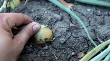 Macro Photo food garlic bulb. Background texture Plant vegetable garlic. High quality photo