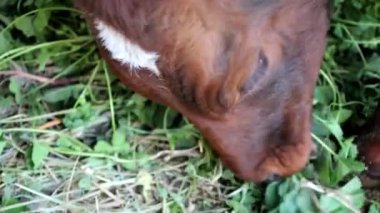 Calf in a corral close up. High quality photo