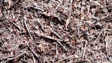 Karıncalar yakın plan. Karınca ailesi. Küçük siyah karıncalar iş başında. Karıncalar karınca yuvasının girişinde avlanıyorlar. Çamur ve küçük taş dokusu. Topraktaki vizon. Termit tepeciğinin yanındaki yeşil çimenler. Yüksek