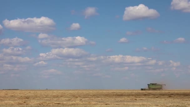 Комбайн Збирає Стислу Пшеницю Сільське Господарство Високоякісні Fullhd Кадри — стокове відео