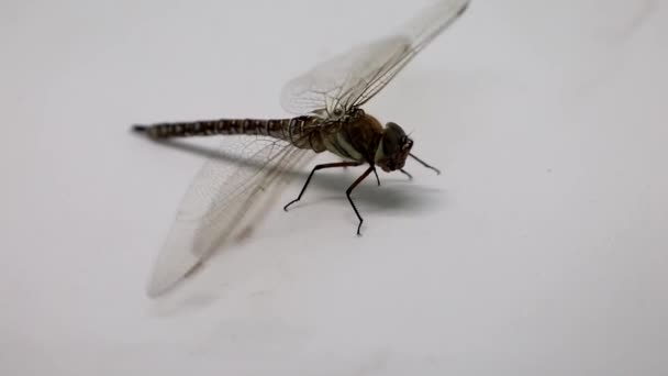 Dragonfly Isolated White Background High Quality Photo — Stockvideo