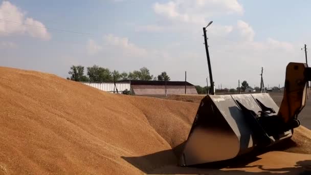 Loader Bucket Loading Grain Close Big Heap Grain Corn Warehouse — Stock Video