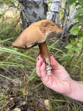 Bir kadın, parmakları çimenlerde gezen bir agaricaceae mantarını nazikçe tutuyor. Yavruların ve diğer karasal hayvanların dolaştığı doğal ortamla harmanlanıyor.