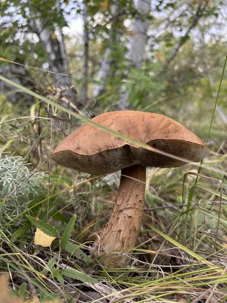 A fungus from the Agaricaceae family, commonly known as a mushroom, is emerging on a tree branch in the grass, adding to the natural landscape of the terrestrial plant environment