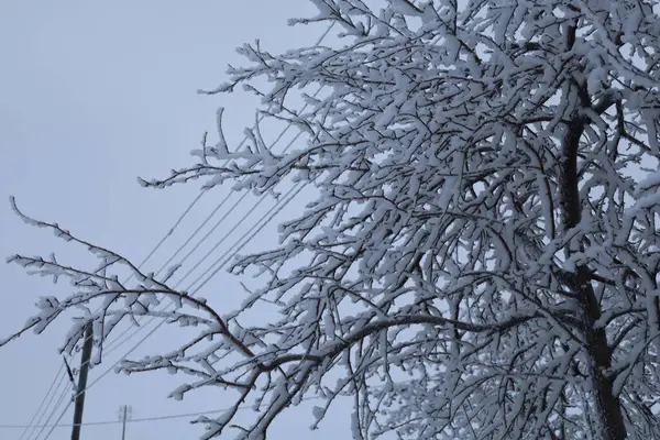 A tree covered in snow with power lines in the background, creating a stunning contrast between natural landscape and manmade elements in the freezing winter event