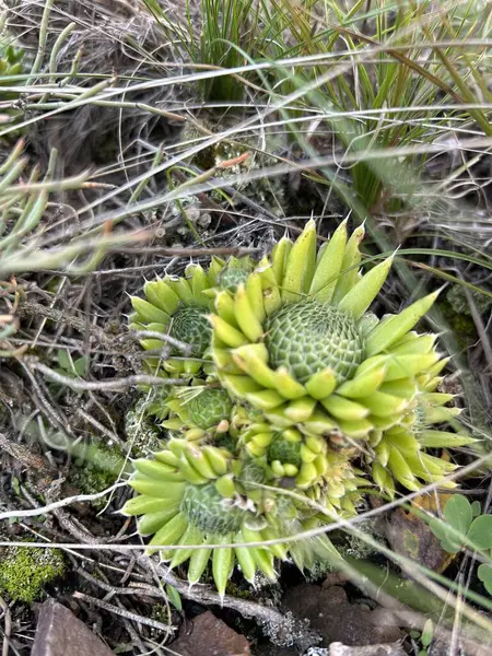A closeup of a terrestrial plant growing in a grassy plant community. The green plant is a flowering herbaceous subshrub with thorns, spines, and prickles, typical of shrubland environments
