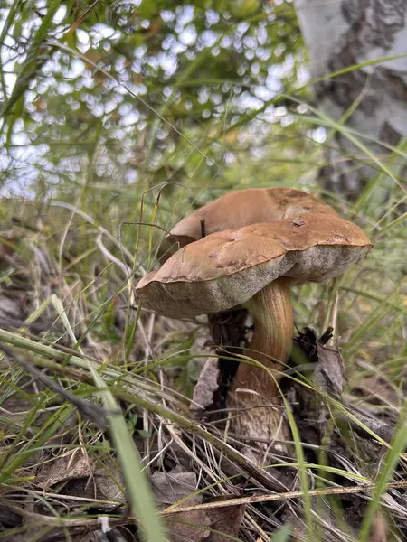 A close up of an edible mushroom growing amongst the grass, adding beauty to the natural landscape with its fawn color and unique shape
