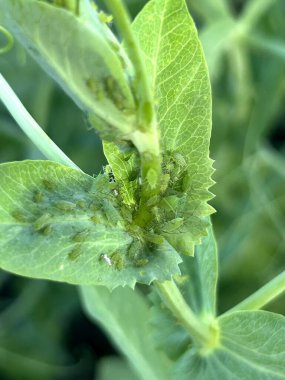 Canlı yeşil bir bitkinin detaylı bir yakın görüntüsü. Ne yazık ki üzerinde birkaç yaprak biti var.