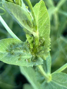 Bu resim, yüzeyinde ne yazık ki çeşitli hatalar bulunan canlı yeşil bir bitkinin detaylı bir yakın çekim görüntüsünü gösteriyor.