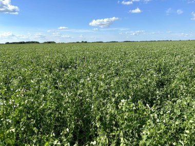Geniş ve geniş bir alan, parlak mavi gökyüzü tarafından tamamlanan, yeşil bitkilerle dolu, arka planda sürekli uzanan.