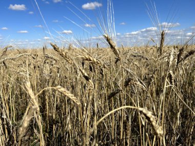 Geniş ve altın bir buğday tarlası, rüzgarda hafifçe sallanıyor, parlak mavi gökyüzü arka planda güzelce uzanıyor.