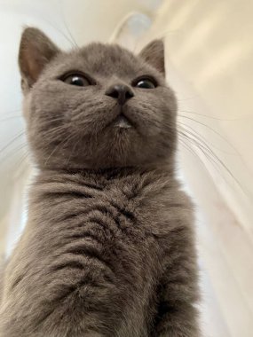 gray cat, little cat, animals, fluffy