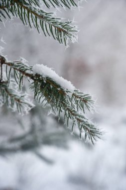 Kış mevsiminde karla kaplı bir köknar dalının yakın çekimi ya da makrosu