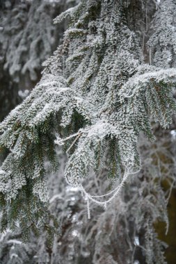 Kış mevsiminde karla kaplı bir köknar dalının yakın çekimi ya da makrosu