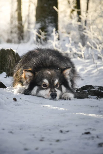 Portret Van Finse Lapphund Hond Liggend Buiten Winter — Stockfoto