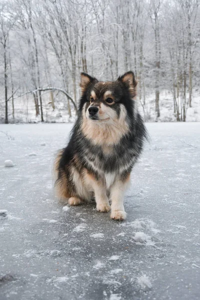 Retrato Cão Lapphund Finlandês Sentado Gelo Inverno — Fotografia de Stock