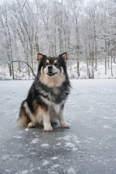 Retrato Cão Lapphund Finlandês Sentado Gelo Inverno — Fotografia de Stock