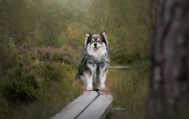 Yazın doğada Fin Lapphund köpeği portresi