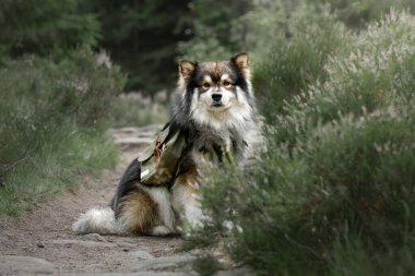 Yazın doğada Fin Lapphund köpeği portresi