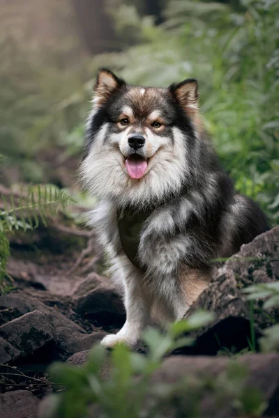 Портрет Финской Лапландской Собаки Природе Летом — стоковое фото