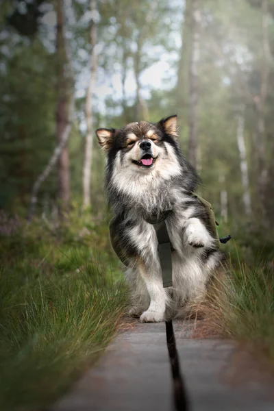 Portrait Finnish Lapphund Dog Doing Trick Nature Summer — Stock Photo, Image