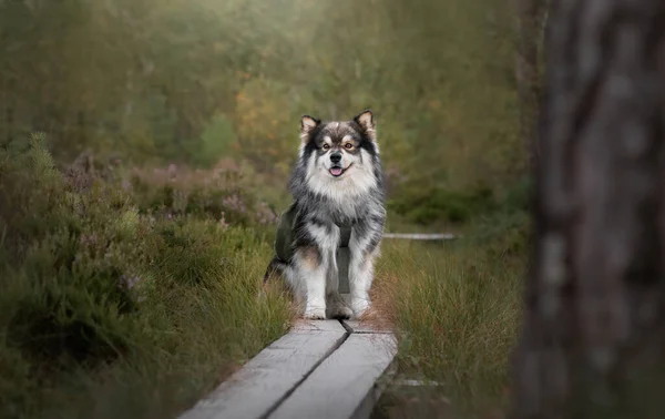 夏の自然の中でフィンランドのラップランド犬の肖像画 — ストック写真