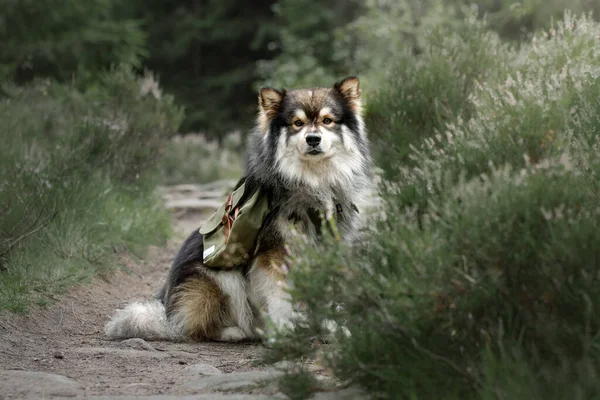 Yazın Doğada Fin Lapphund Köpeği Portresi — Stok fotoğraf