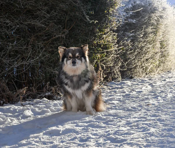 Portret Fińskiego Psa Lapphund Siedzącego Zimą Świeżym Powietrzu — Zdjęcie stockowe