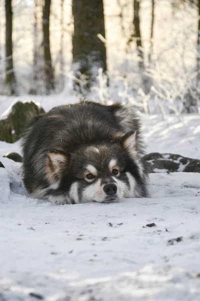 Porträtt Finska Lapphund Som Ligger Utomhus Vintern — Stockfoto