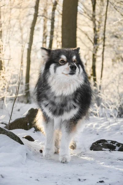 Portrét Finského Psa Lapphund Stojícího Venku Zimě — Stock fotografie