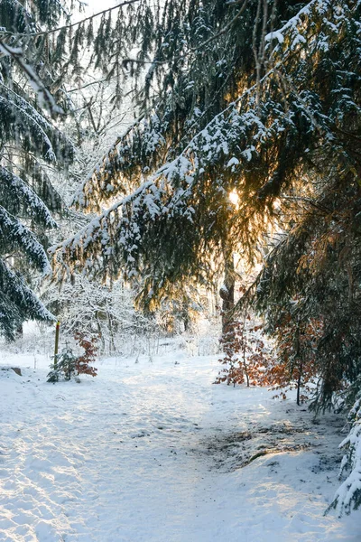 Naturaleza Invierno Durante Puesta Del Sol —  Fotos de Stock