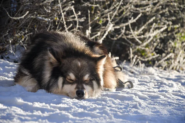 Портрет Финской Лапландской Собаки Лежащей Открытом Воздухе Зимой — стоковое фото