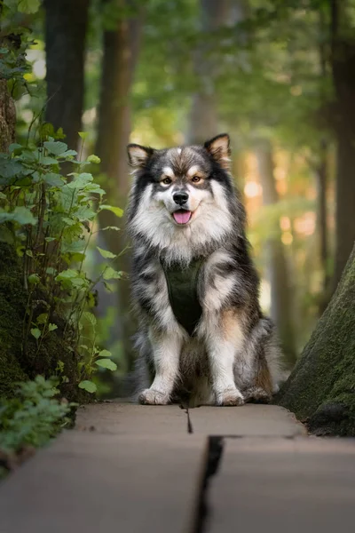 Yazın Doğada Fin Lapphund Köpeği Portresi — Stok fotoğraf