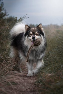 Fin Lapphund köpek portresi. Ağzında oyuncakla.
