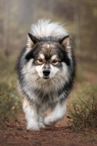 Portret Van Finse Lapphund Natuur Zomer — Stockfoto