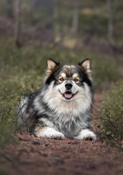 Porträtt Finska Lapphund Naturen Sommaren — Stockfoto