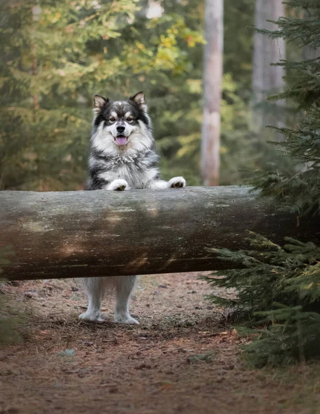 Portrait Chien Finlandais Lapphund Dans Nature Été — Photo