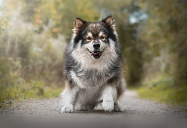 Porträtt Finska Lapphund Naturen Sommaren — Stockfoto
