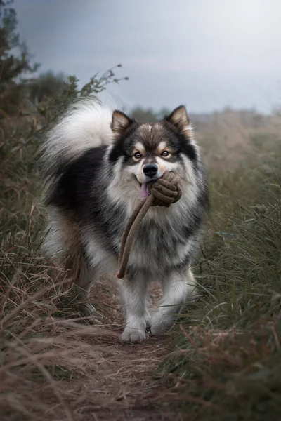 Portret Fińskiego Psa Lapphund Naturze Zabawką Ustach — Zdjęcie stockowe