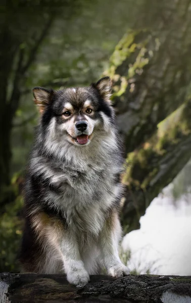 Portret Fińskiego Psa Lapphund Przyrodzie Lecie — Zdjęcie stockowe