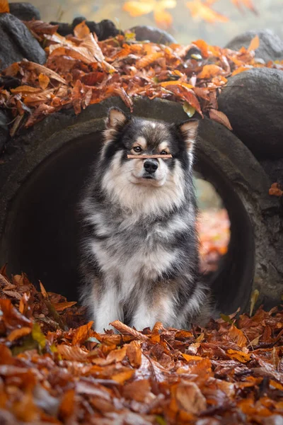 Πορτρέτο Του Φινλανδικού Σκύλου Lapphund Στη Φύση Φθινόπωρο Φθινόπωρο — Φωτογραφία Αρχείου